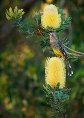 Red Wattlebird - Anthochaera carunculata  is a passerine bird native to southern Australia. Honeyeater with red wattles feeds on flower nectar from Banksia blooms. Beautiful colourful background - 780122618
