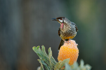 Red Wattlebird - Anthochaera carunculata  is a passerine bird native to southern Australia. Honeyeater with red wattles feeds on flower nectar from Banksia blooms. Beautiful colourful background - 780122620