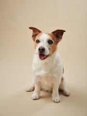 Jack Russell Terrier dog smiling on a beige backdrop, Joyful and attentive stance captured in neutral studio light - 780122829