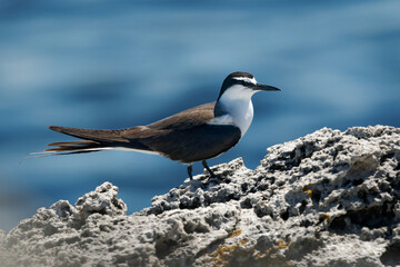 Bridled Tern - Onychoprion anaethetus  seabird of Laridae, bird is migratory and dispersive, wintering widely through the tropical oceans, Atlantic subspecies melanopterus breeds in Mexico - 780122864