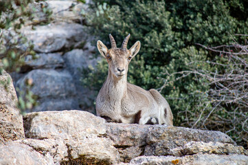 Goats in Torcal de Antequerra National Park, limestone rock formations and known for unusual karst landforms in Andalusia, Malaga, Spain.