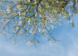 Branches of a flowering magnolia against the background of the blue sky