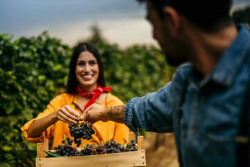 Two workers are diligently harvesting grapes in a lush vineyard. Focus on a smiling female