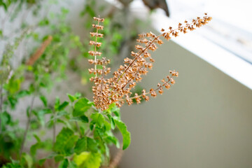 Tulsi - Holy basil plant indoor in natural light herbal medicine plant