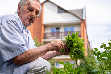An elderly man tenderly handles fresh herbs in his garden, with a homey backdrop, epitomizing the...