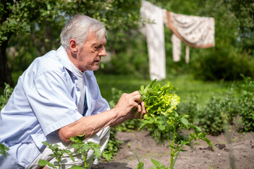 Fototapeta premium Elderly man harvesting in the garden, lettuce, dill, sustainability and active lifestyle narrative, suitable for environmental or retirement lifestyle discussions. Insurance for the elderly