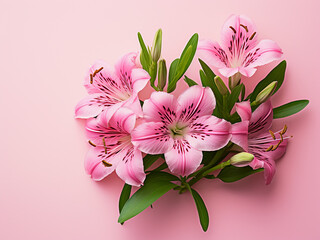 Pink alstroemeria amidst green leaves on pink background, copy space