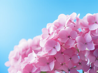 Light blue background highlights the beauty of pink hortensia flowers, offering space for text