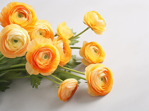 Ranunculus blooms grace a light pink background, offering space for text