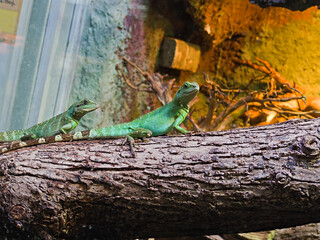 green iguanas on a branch in a Wrocław Zoo
