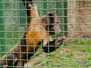 monkey in a cage in the zoo
