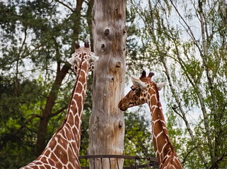 two giraffes with a tree in a Wrocław zoo 