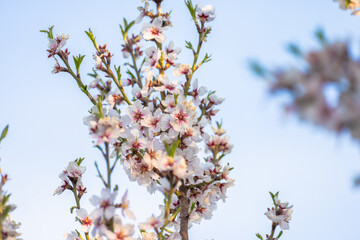 The blossoming white apricot tree, a beautiful picture of nature