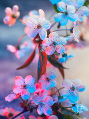 Colorful blooming white cherry close-up with blue pink backlight