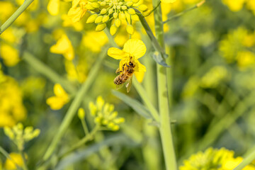 Wildbienen schwirren um leuchtend gelbe Rapsfeldblüten auf der Suche nach Nektar