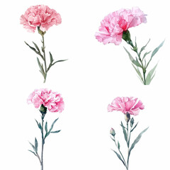 watercolor pink carnations