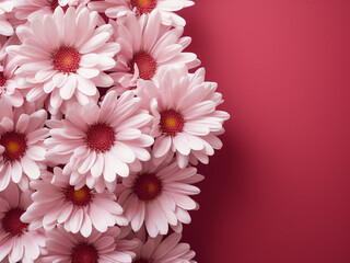Greeting card view captures white and pink aster flowers on a red background from above