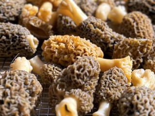 A low angle close up of freshly washed and trimmed morel mushrooms drying naturally - preparation...