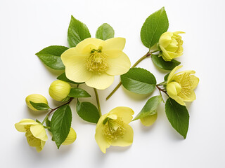 Top view showcases yellow hellebore flowers and green leaves in a floral lifestyle composition - obrazy, fototapety, plakaty