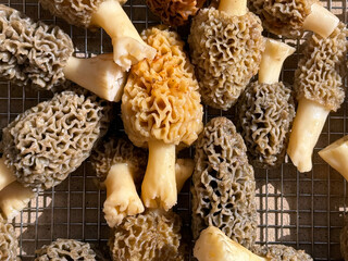 A high angle, top down close view of freshly washed and trimmed morel mushrooms drying in a metal...