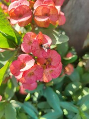 Bee on crown of thorns flowers - Euphorbia geroldii Gerold's Spurge 