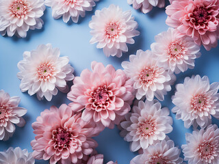 Light pink chrysanthemums arranged in a flat lay on blue background