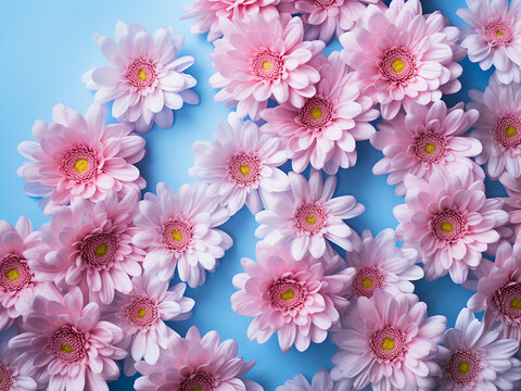Chrysanthemum flowers in light pink adorn the blue background from a top view