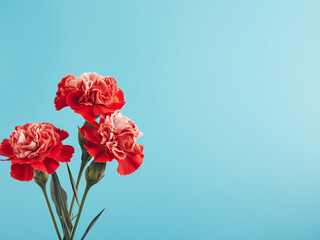 Three red carnations displayed on pastel blue background with copy space