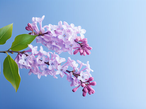 A simple yet striking image showcases a lilac branch against a calm blue backdrop