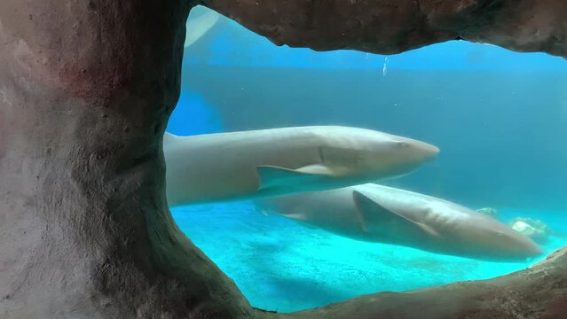 Aquarium with large nurse sharks