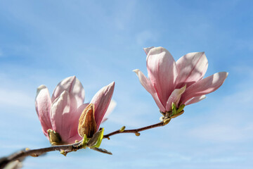 Obraz premium Blooming magnolia against the sky