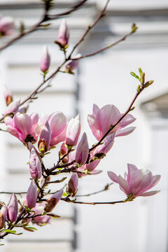 Blooming magnolia against the background of a white building, large flowers close-up.