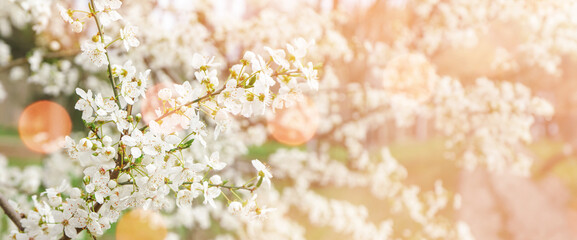 Beautiful blossoming branches outdoors, closeup