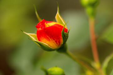 Bot&atilde;o de rosa de cores amarela e vermelha. 