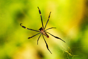 Aranha na teia com fundo verde. 