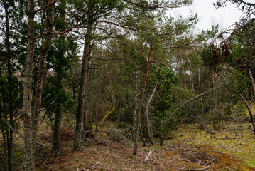 Picturesque photos of nature objects of the Curonian Spit National Park
