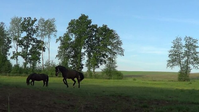 Pferde Herde spielt und rennt im Galopp auf der Koppel	