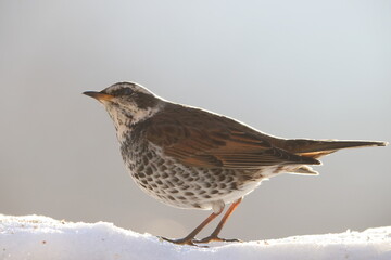 Dusky thrush (Turdus eunomus) is a member of the thrush family which breeds eastwards from central Siberia to Kamchatka wintering to Japan. - obrazy, fototapety, plakaty