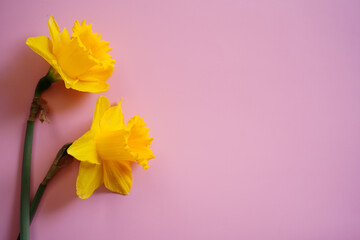 Daffodils spring background with copy space