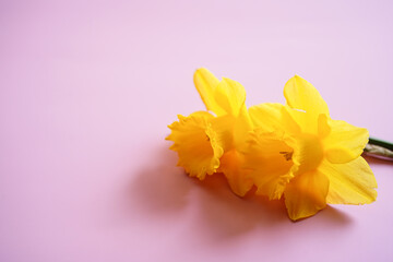 Daffodils spring background with copy space