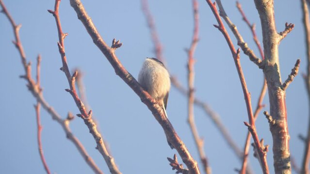 Long-Tailed Tit perched on a tree branch in warm sunlight with clear blue sky