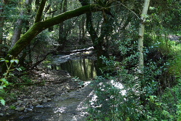 waterfall in the forest