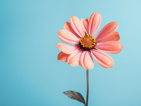 Spring decoration showcases flowers against colorful backgrounds