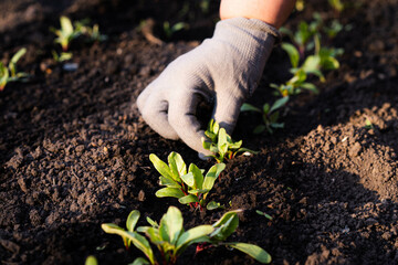 thinning of sprouts, pulling out and care of beet seedlings