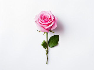 Pink rose flowers on a white background signify Valentine's, Mother's, and Women's Day