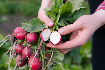 radish pests in the garden, worms and cabbage fly larvae, radishes in a cut in the hands of a farmer