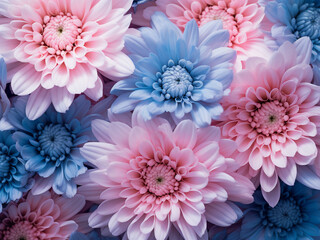 White chrysanthemums in blue and pink showcase freshness and beauty