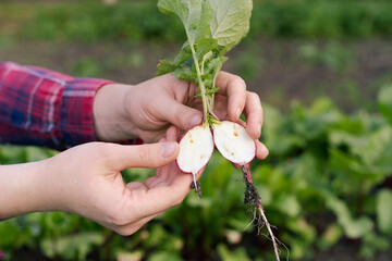 radish pests in the garden, worms and cabbage fly larvae, radishes in a cut in the hands of a farmer