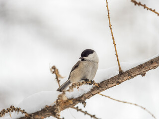 Cute bird the willow tit, song bird sitting on a branch without leaves in the winter.