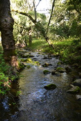 stream in the forest